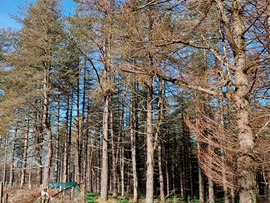 Plantación de Pino laricio afectada por las bandas de las acículas