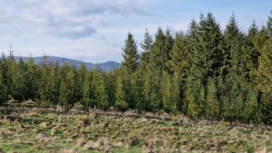 Plantaciones de criptomeria japónica (en primer término) y de abeto Douglas 