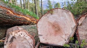 Árboles debilitados por las enfermedades