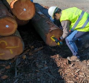 Caracterización de propiedades tecnológicas de la madera