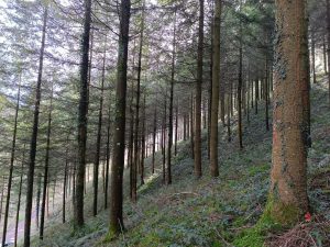 Masa de Douglas de 30 años en monte privado de Antzuola, Guipuzkoa, en el que se ha realizado una parcela del proyecto.