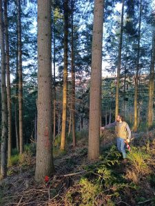 Árbol marcado por los gestores para ser cortado y liberar el árbolde futuro de la derecha
