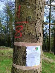 Árbol seleccionado para realizar una trazabilidad de monte a industria, sobre el que se analizarán las propiedades tecnológicas de su madera. Antzuola, Guipuzkoa.