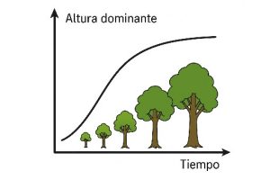 Incremento de la altura dominante de las masas