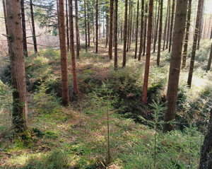 Rodal de Douglas de más de 35 m de alto