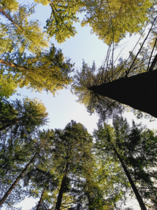 Foto de las copas de estos Douglas