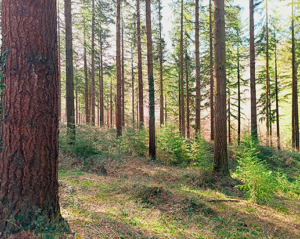 Douglas maduro de más de 70 cm de Dn.