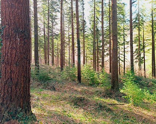 Douglas maduro de más de 70 cm de Dn.