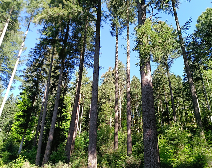 Visita del GO Coníferas+ a montes de Douglas con la Oficina Nacional de Bosques de Francia (ONF)