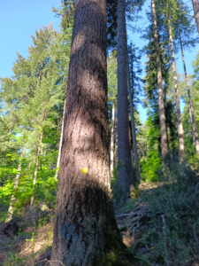 Arbol señalado que ha alcanzado un diámetro de cortabilidad acorde a su calidad