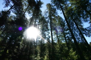 La luz difusa es fundamental para el buen crecimiento de la regeneración natural.